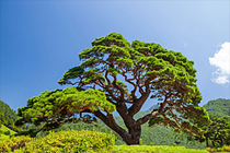 郡树 松树