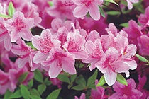 郡花 山踯躅花