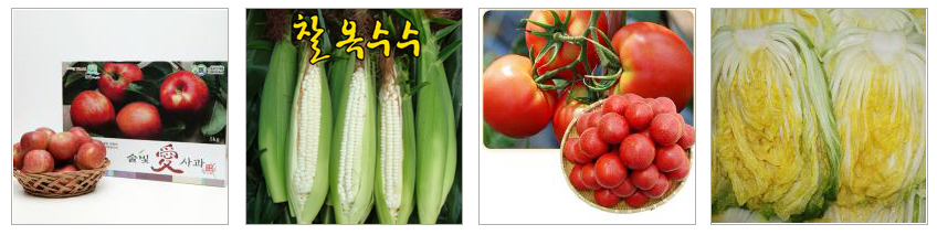 사과, 찰옥수수, 토마토, 배추 사진